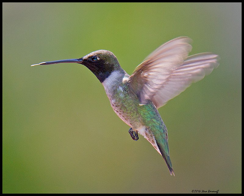 _4SB6204 black-chinned hummingbird.jpg